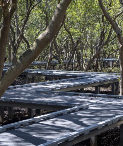 Badu Mangroves sydney city guide silverkris