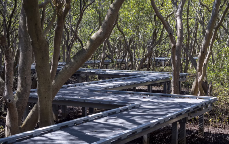 Badu Mangroves sydney city guide silverkris