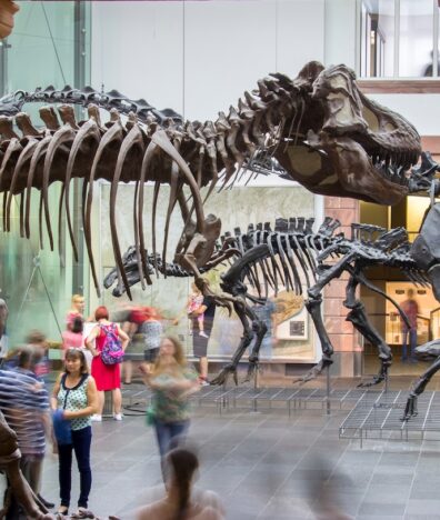 Naturmuseum-Senckenberg-Frankfurt-city-guide-SilverKris