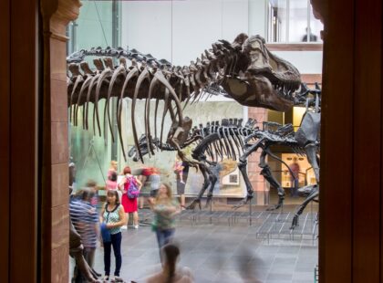 Naturmuseum-Senckenberg-Frankfurt-city-guide-SilverKris