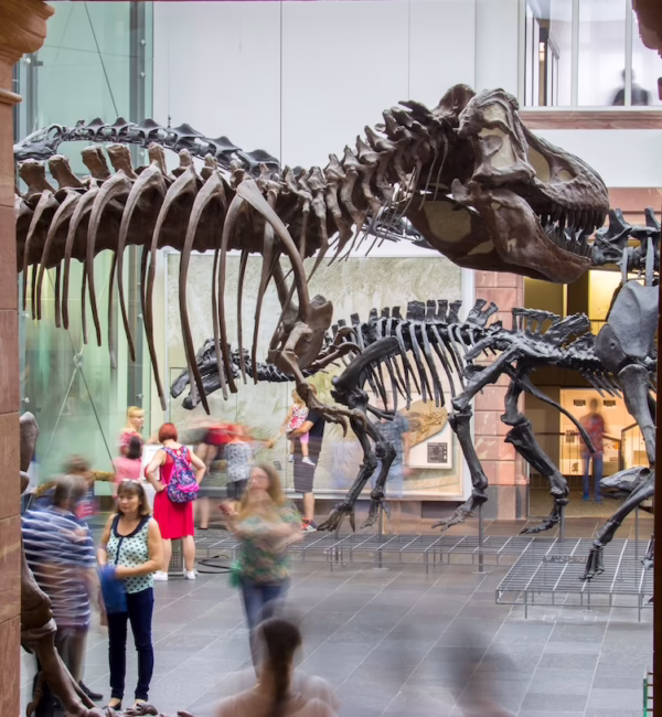 Naturmuseum-Senckenberg-Frankfurt-city-guide-SilverKris