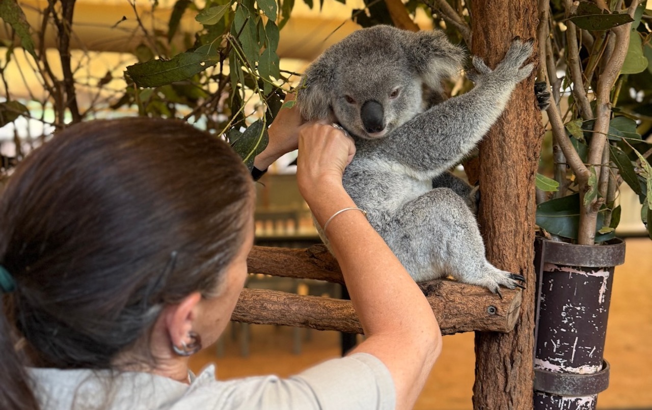 lone pine brisbane kids silverkris