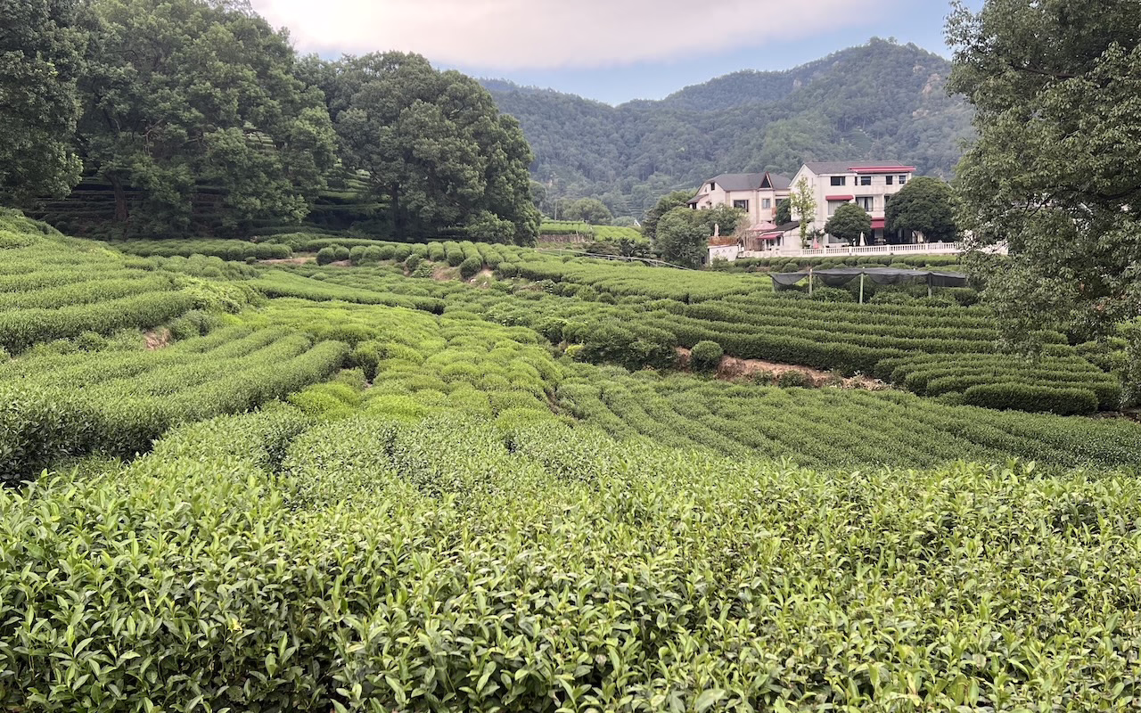 The hilly tea terraces of Longjing are only a short car ride away from the city. Photo: Karen Tee