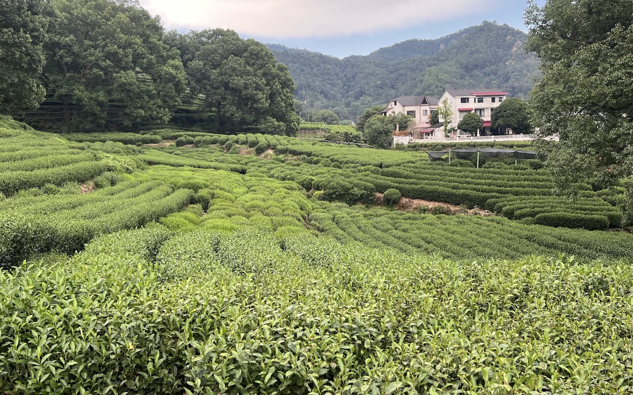 longjing tea plantation karen tee