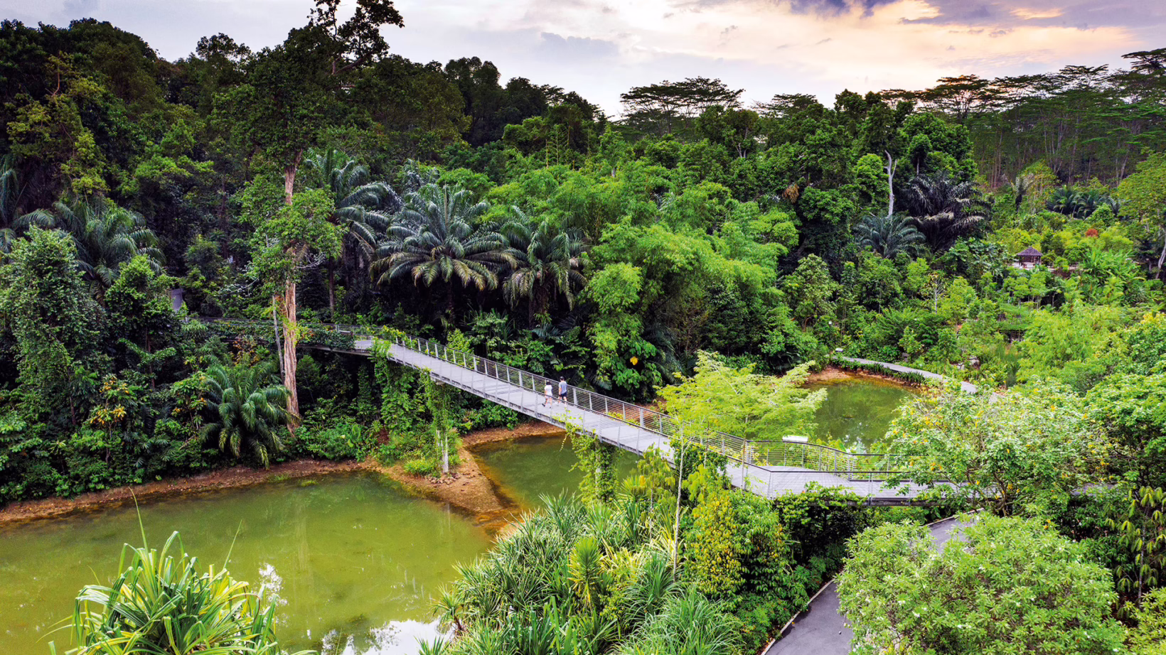 lush-creen-canopy-singapore-botanic-gardens
