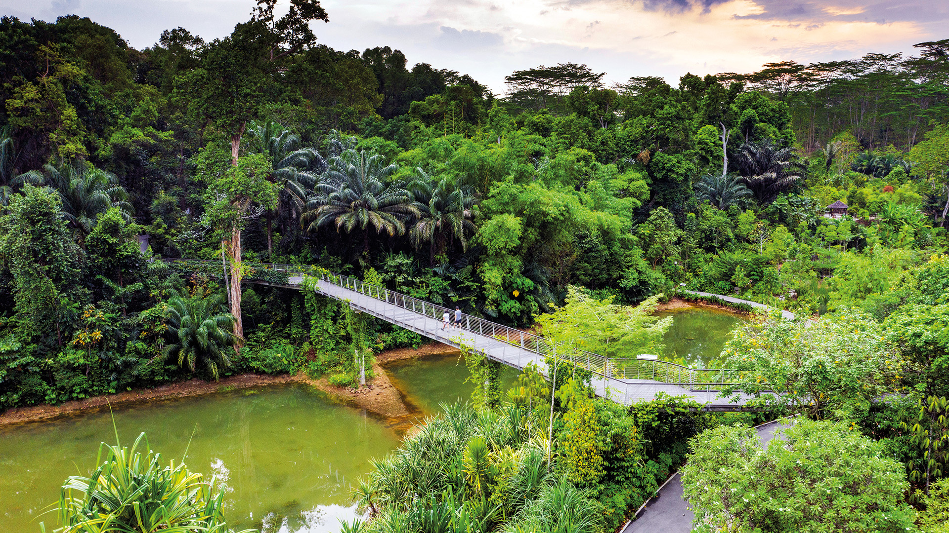 lush creen canopy singapore botanic gardens