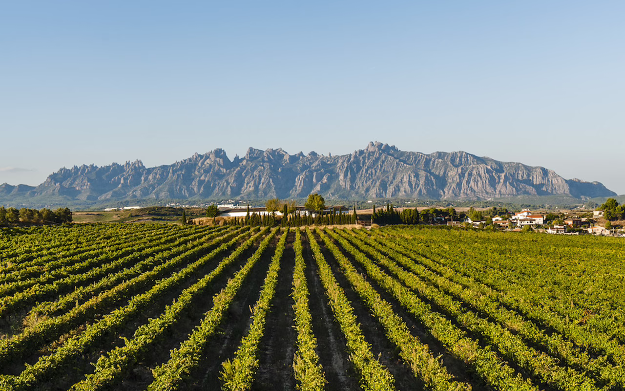 Penedes in Barcelona