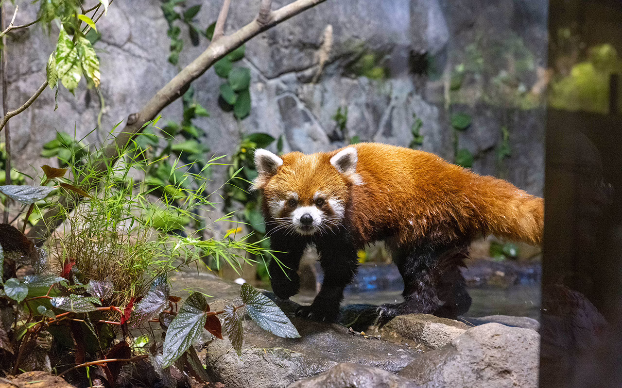 Yaffa Red Panda