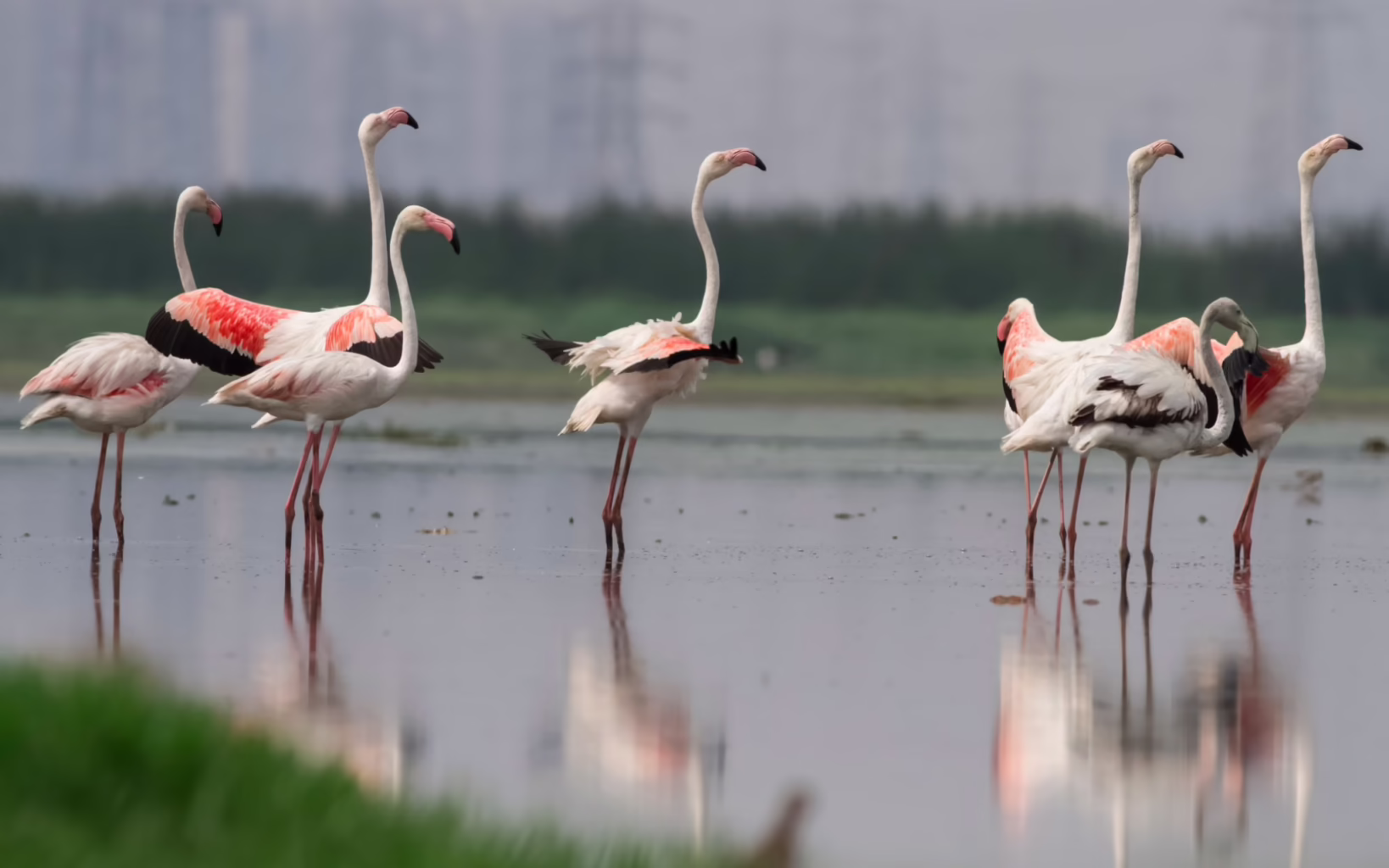 Greater flamingos are the largest flamingo species, recognisable by their pale pink plumage, long necks, pink legs and distinctive downward-curving bills