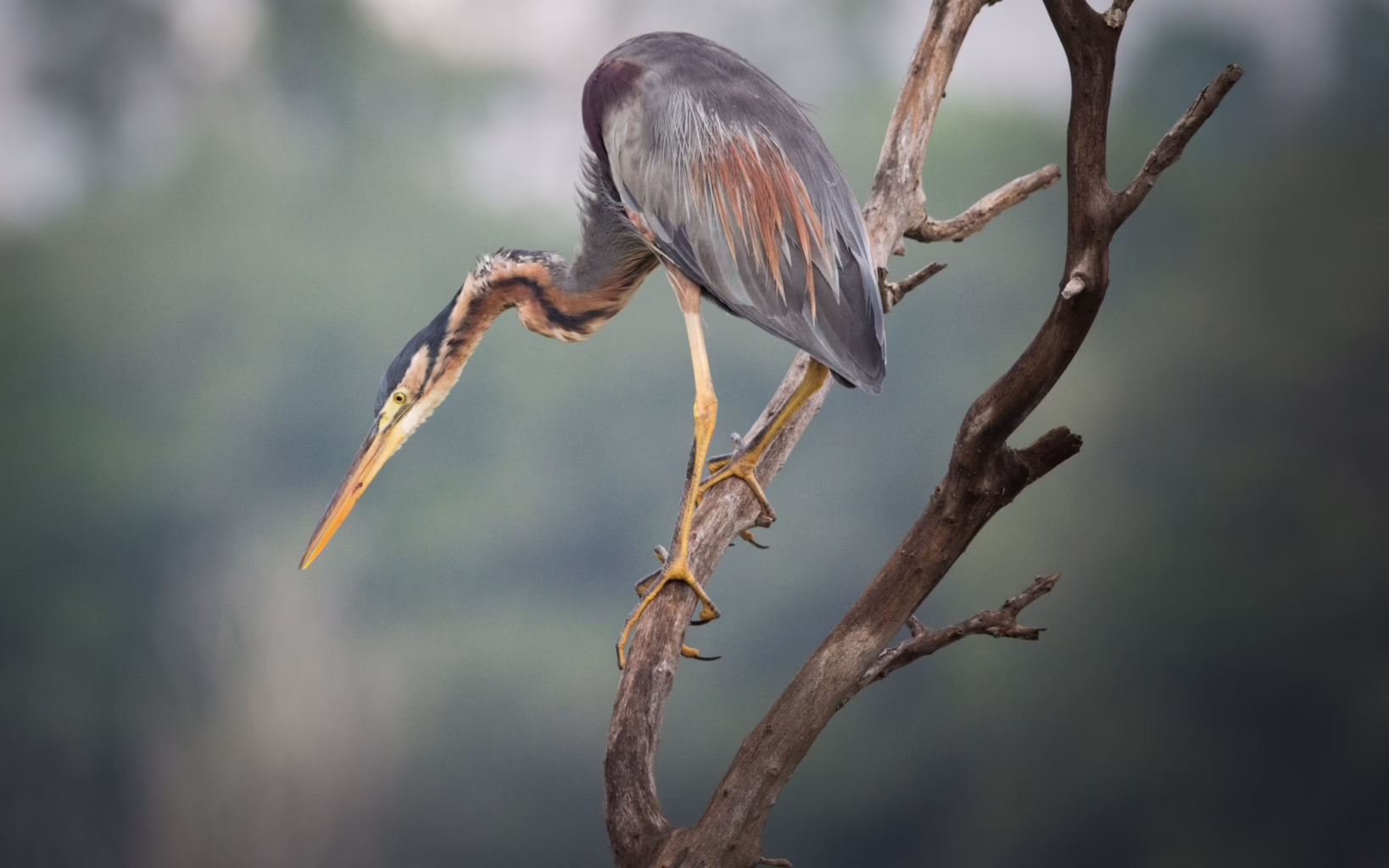 Purple herons are best spotted in the early morning or late afternoon, particularly along quiet, reed-fringed stretches of water