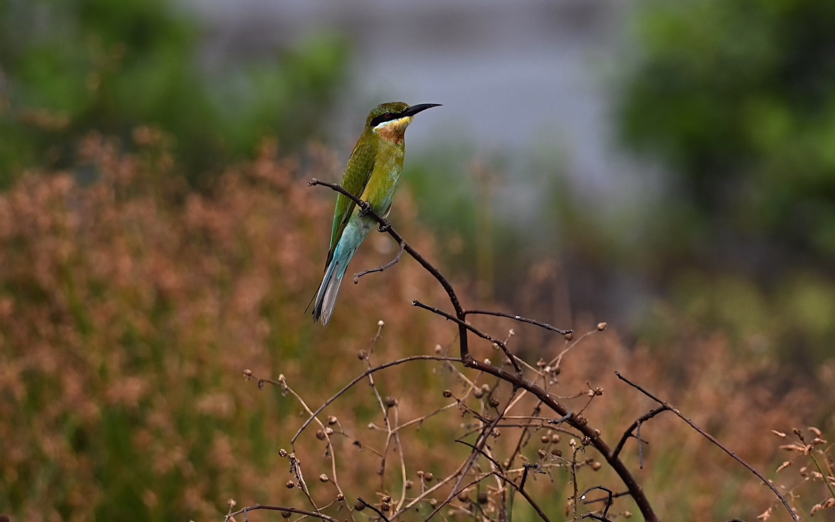With its vibrant green plumage, chestnut throat and brilliant blue tail, the blue-tailed bee-eater is among the colourful birds spotted around Kochi’s Kadamakkudy Islands